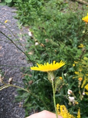 Sonchus arvensis arvensis