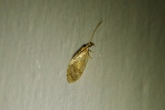 Hemerobius
