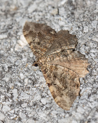 Rheumaptera meadii