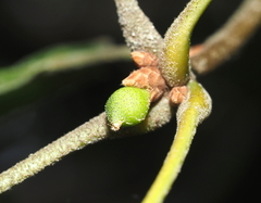 Amphibolips globulus