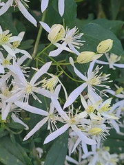 Clematis armandii