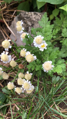 Tanacetum parthenium