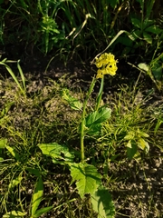 Rhamphospermum arvense