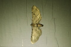 Eupithecia absinthiata