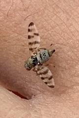 Pseudotephritina