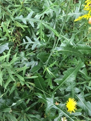 Sonchus arvensis arvensis