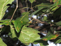 Amphibolips globulus