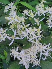 Clematis armandii