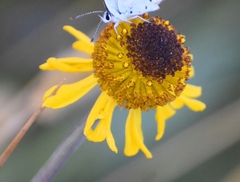 Helenium bigelovii