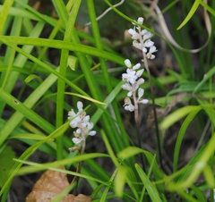Liriope spicata