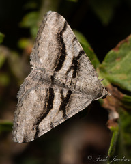 Digrammia continuata