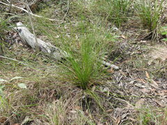 Xanthorrhoea fulva