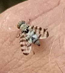 Pseudotephritina