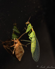 Zeugomantispa minuta