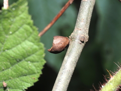 Amphibolips acuminata