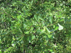 Quercus nigra