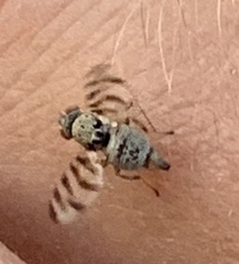 Pseudotephritina