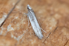 Megacraspedus plutella