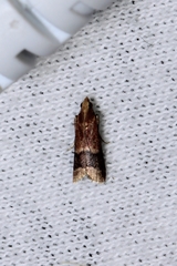 Eulogia ochrifrontella