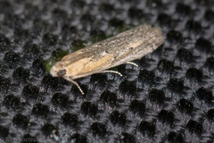 Elasmopalpus lignosella