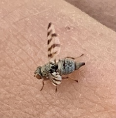 Pseudotephritina