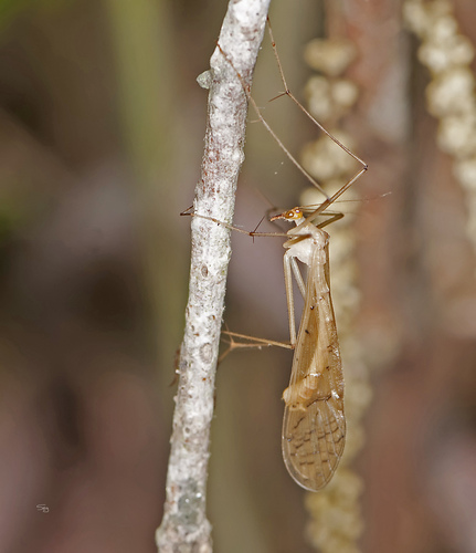 Bittacus pilicornis photo 6
