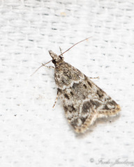 Eudonia heterosalis