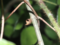 Amphibolips acuminata