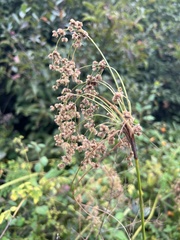 Scirpus pedicellatus