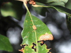 Atrusca carolina