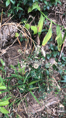 Cyanthillium cinereum