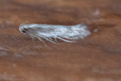 Megacraspedus plutella