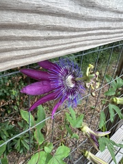 Passiflora × kewensis