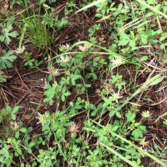 Trifolium pinetorum