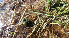 Lithobates septentrionalis