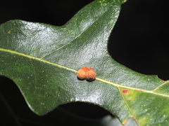 Atrusca carolina