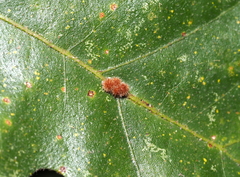 Atrusca carolina