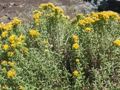 Chrysothamnus viscidiflorus