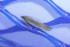 Megacraspedus plutella