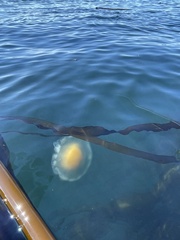 Phacellophora camtschatica