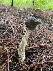 Helvella vespertina