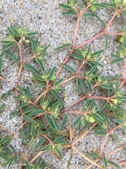 Euphorbia polygonifolia