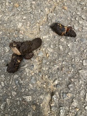 Urocyon cinereoargenteus