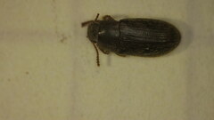 Blapstinus