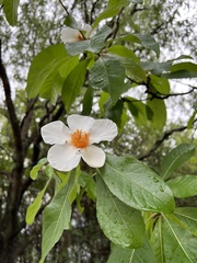 Franklinia