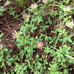 Trifolium pinetorum