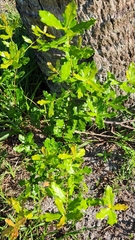 Quercus hemisphaerica