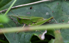 Dichromorpha viridis