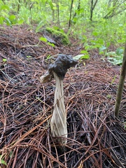 Helvella vespertina