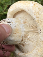 Lactarius resimus